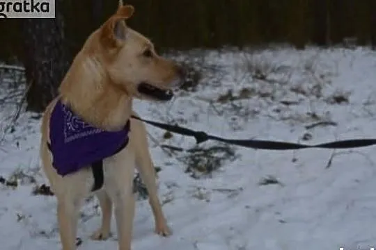 Malibu potrzebuje dobrego i odpowiedzialnego domku, Łódzkie, Łódź