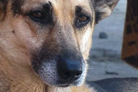 Zakochany w ludziach owczarek Szarik, pojętny i gr