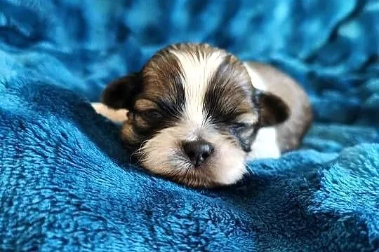 Suczka shih tzu do rezerwacji