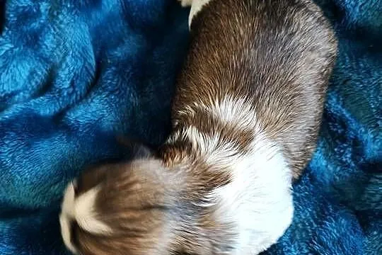 Suczka shih tzu do rezerwacji, Kujawsko-pomorskie, Łążynek