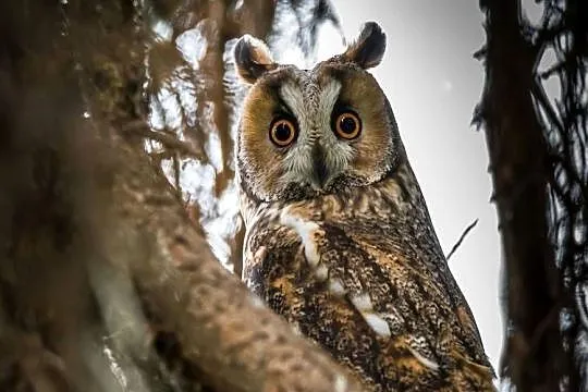 Sowa uszata Uszatka ( Asio otus ) Młode ręcznie karmione !, Śląskie, Marklowice Górne