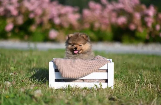 Szpic miniaturowy / pomeranian / boo / samiec orange / FCI