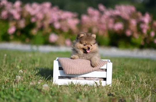 Szpic miniaturowy / pomeranian / boo / samiec orange / FCI, Małopolskie, Tarnów