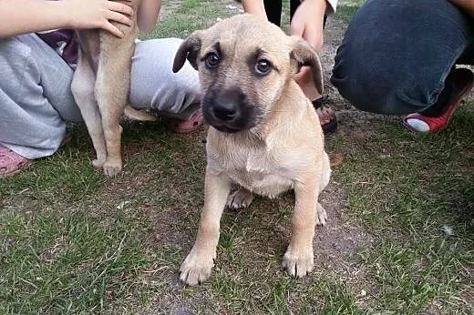 Trzy sunie, ok. 4 mies. - PILNIE POSZUKIWANE  CHOCIAŻ DOMY TYMCZASOWE!,  mazowieckie Warszawa