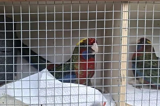 Rozella królewska, Opolskie, Kluczbork
