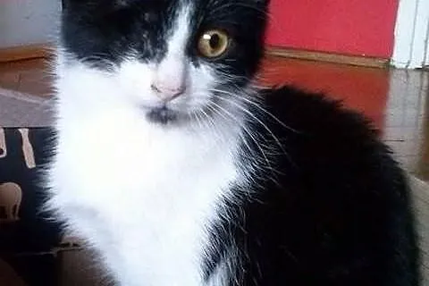 Kotek bez oczka Gaspar