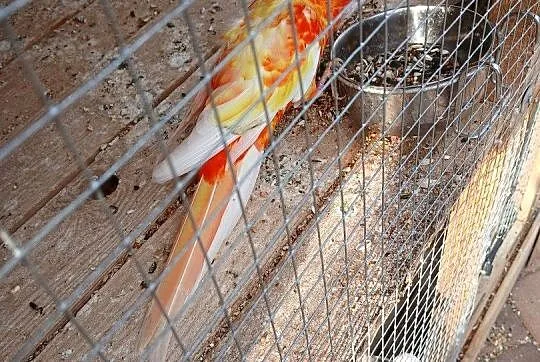 Rozelle królewskie para 21-23rok śliczne, Mazowieckie, Goździk