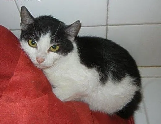 Brzoskwinek do adopcji!!!!, łódzkie Łódź
