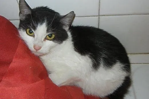 Brzoskwinek do adopcji!!!!,  łódzkie Łódź