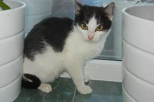 Brzoskwinek do adopcji!!!!,  łódzkie Łódź