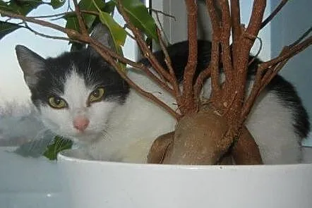 Brzoskwinek do adopcji!!!!,  łódzkie Łódź