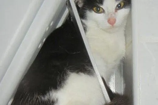 Brzoskwinek do adopcji!!!!,  łódzkie Łódź