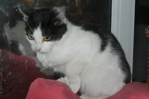 Brzoskwinek do adopcji!!!!,  łódzkie Łódź