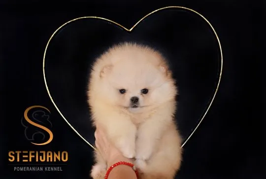 Pomeranian Piękne zarejestrowane szczenięta na sprzedaż, , Warszawka