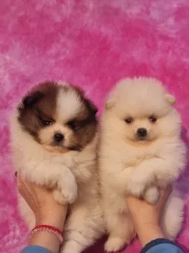 Pomeranian Piękne zarejestrowane szczenięta na sprzedaż, , Warszawka