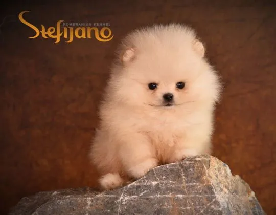 Pomeranian Piękne zarejestrowane szczenięta na sprzedaż, , Warszawka