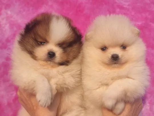 Pomeranian Piękne zarejestrowane szczenięta na sprzedaż, , Warszawka