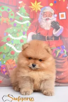 Pomeranian Piękne zarejestrowane szczenięta na sprzedaż, , Warszawka