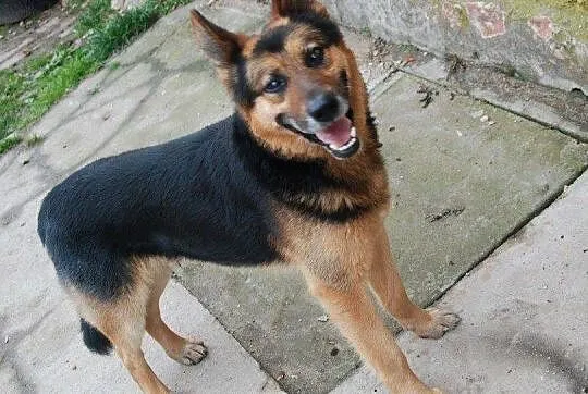 CEZAR młody, piękny ON do adopcji