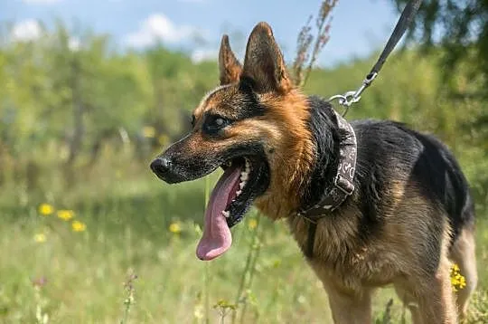 CEZAR młody, piękny ON do adopcji