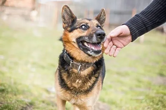 CEZAR młody, piękny ON do adopcji
