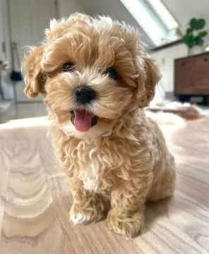Maltipoo przepiekny ! Szczeniak hybryda pudel toy + maltanczyk, , Poznań