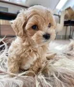 Maltipoo przepiekny ! Szczeniak hybryda pudel toy + maltanczyk