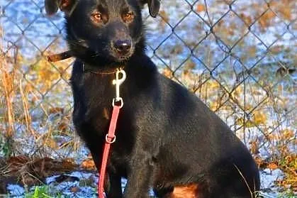 BĄBEL - piękny, 1,5 roczny 8 kg psiak szuka domu, 