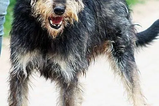 KANKAN piękny większy mix sznaucer, radosny, kocha