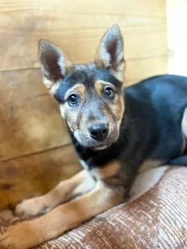 Nala - 3 miesięczna, delikatna sunia SZCZENIAK  Czy naprawdę fakt, że Nala się boi ją dyskwalifikuje, , Warszawa