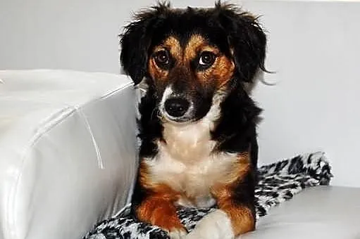 Piękna Nutka, mini berneńczyk szuka świetnego, kochającego domku
