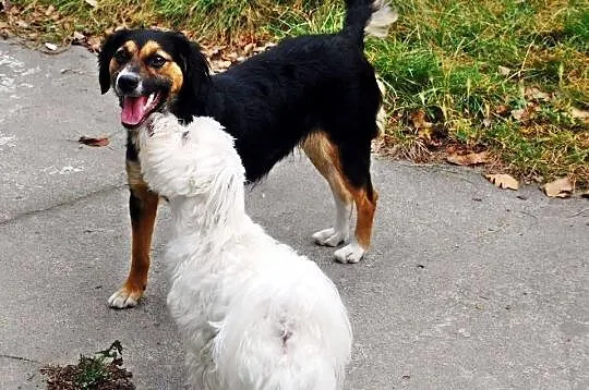 Piękna Nutka, mini berneńczyk szuka świetnego, koc