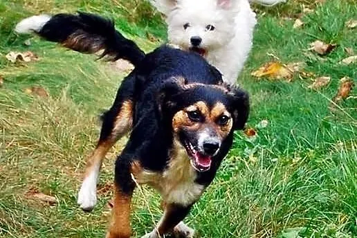 Piękna Nutka, mini berneńczyk szuka świetnego, koc