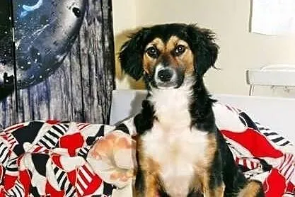 Piękna Nutka, mini berneńczyk szuka świetnego, koc