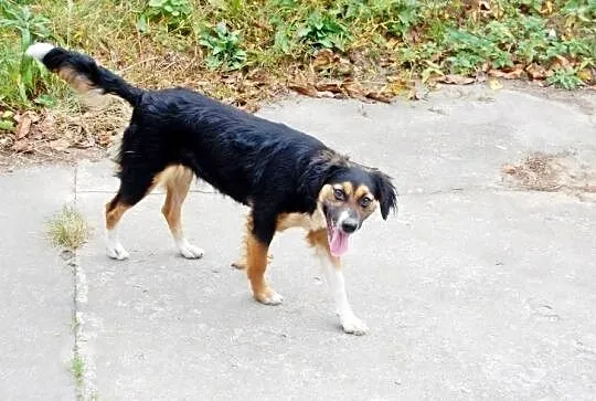 Piękna Nutka, mini berneńczyk szuka świetnego, koc