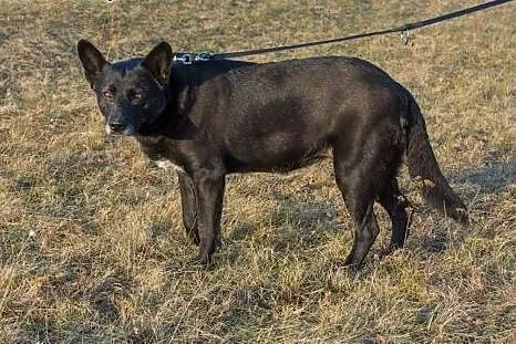 Pogodna, towarzyska Chuda, przyjazna i wychowana s