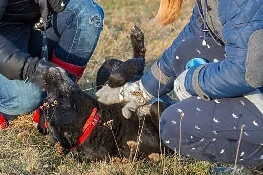 Pogodna, towarzyska Chuda, przyjazna i wychowana s