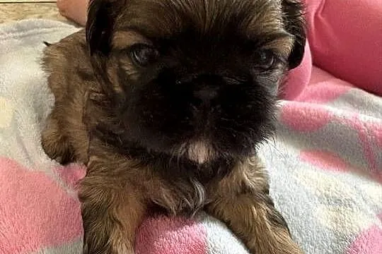 Suczka shih tzu