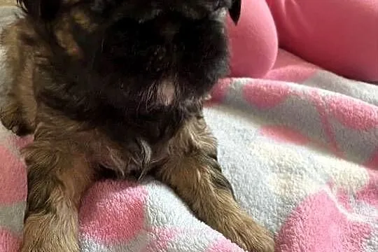 Suczka shih tzu, Mazowieckie, Lekowo