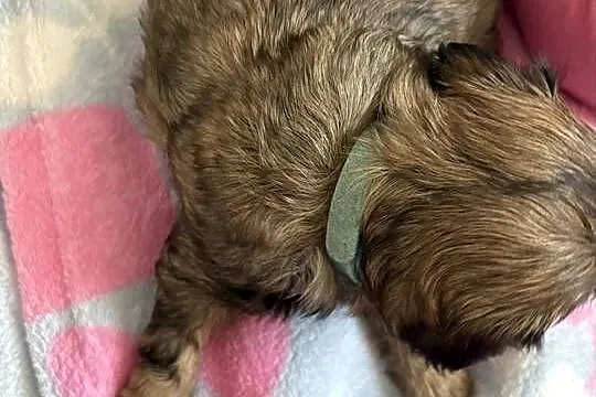 Suczka shih tzu, Mazowieckie, Lekowo