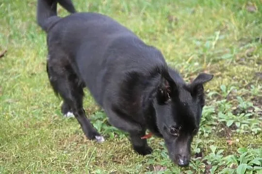 Malutka Aza szuka swojego przyjaciela.