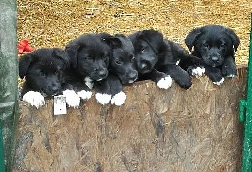 Fantastyczne maluchy na tropie nowego domu. Adoptu