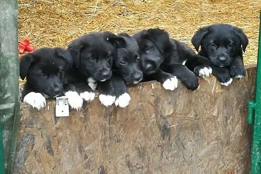 Fantastyczne maluchy na tropie nowego domu. Adoptu