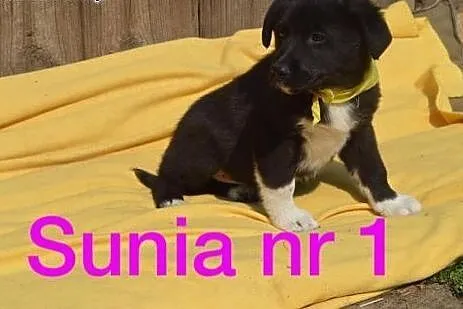 Fantastyczne maluchy na tropie nowego domu. Adoptu