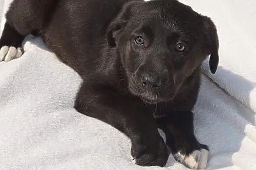 Fantastyczne maluchy na tropie nowego domu. Adoptu
