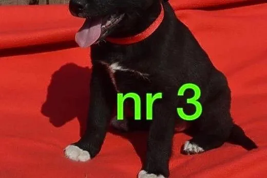 Fantastyczne maluchy na tropie nowego domu. Adoptu