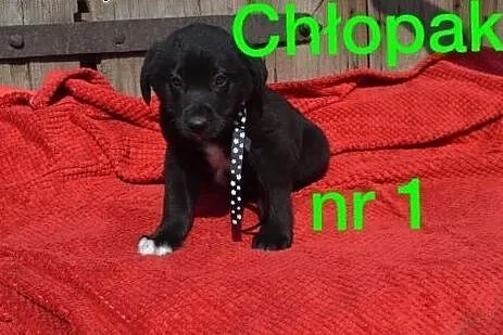 Fantastyczne maluchy na tropie nowego domu. Adoptu