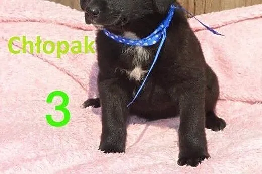 Fantastyczne maluchy na tropie nowego domu. Adoptu