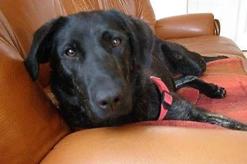 Piękna Tajga w typie LABRADORA szuka domu