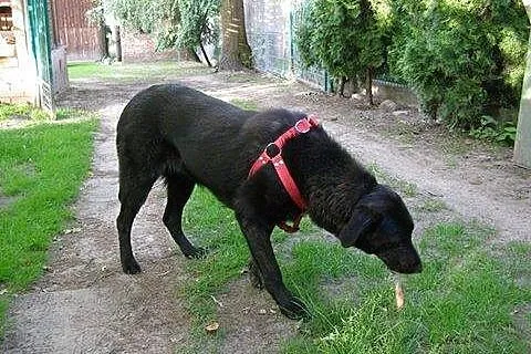 Piękna Tajga w typie LABRADORA szuka domu